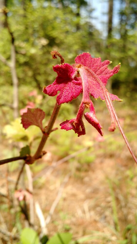 IMG_20160326_144627348