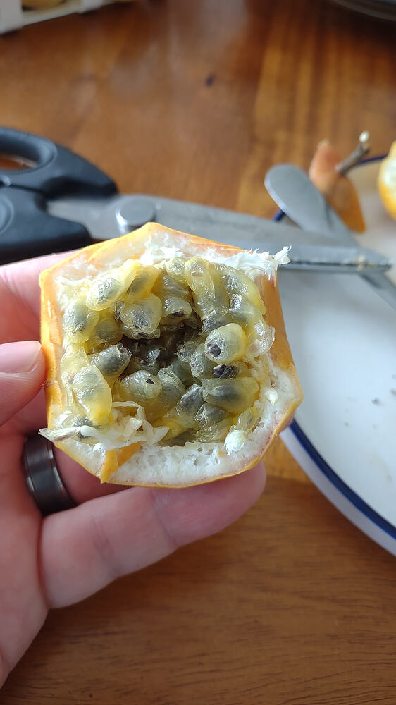 IMG_20251207_124452985