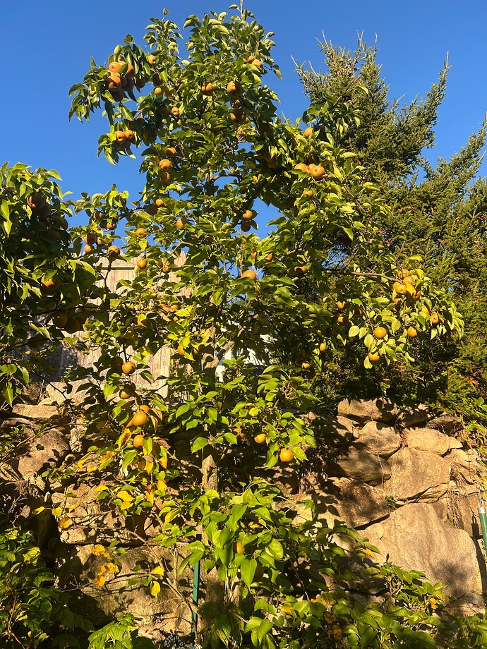 Korean_Giant_09-20-2025