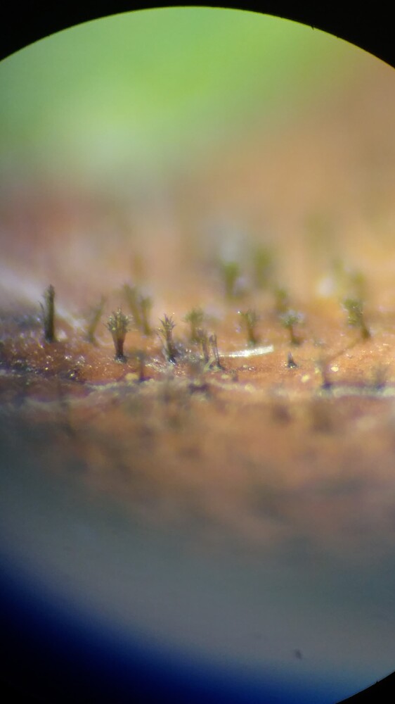 IMG_20170916_174209265