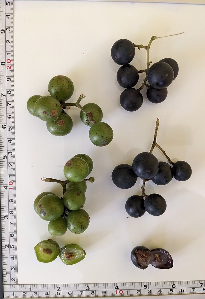 PXL_20240704_131240139~2