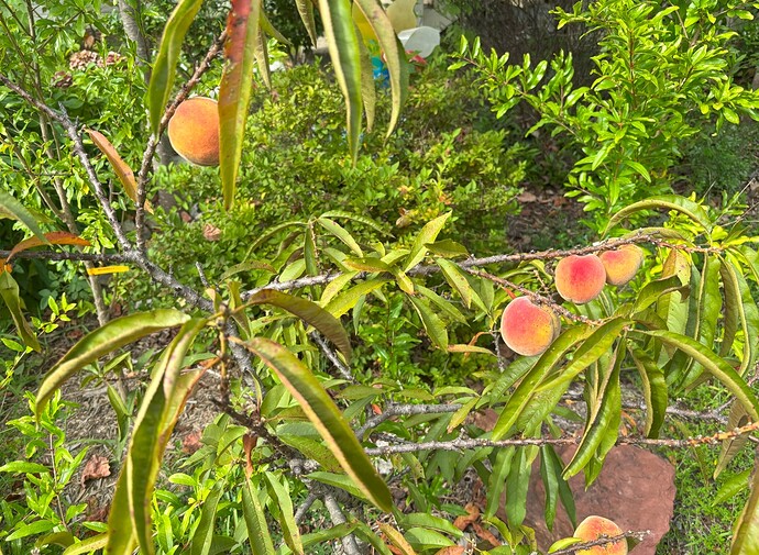 Bonefire Peach 1