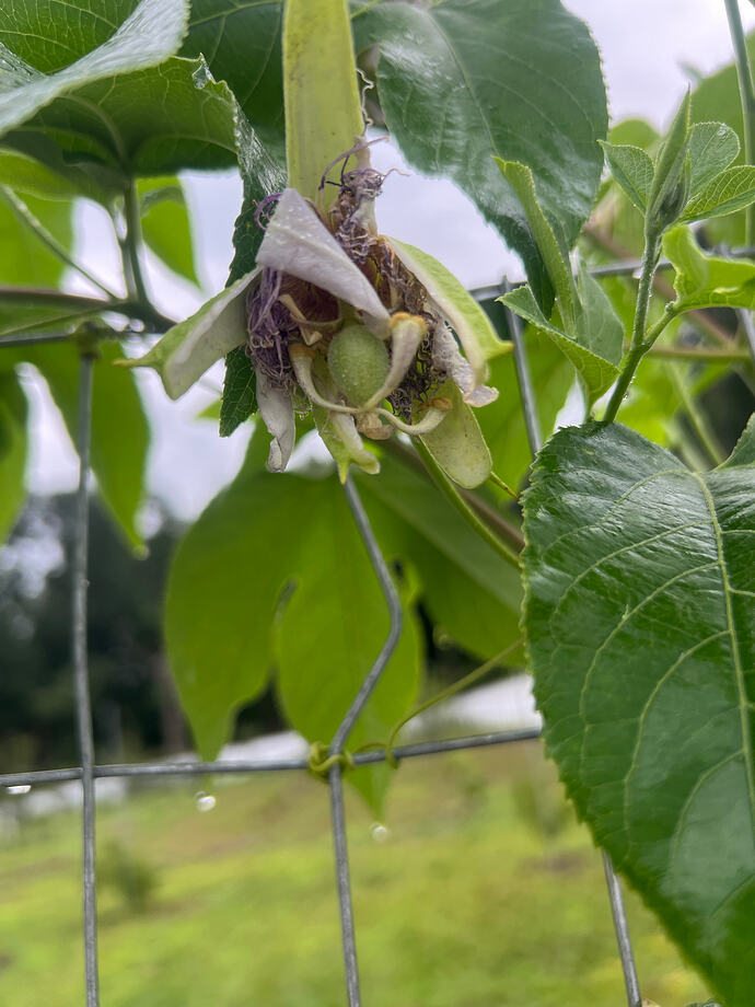 Passionfruit_07-20-2026