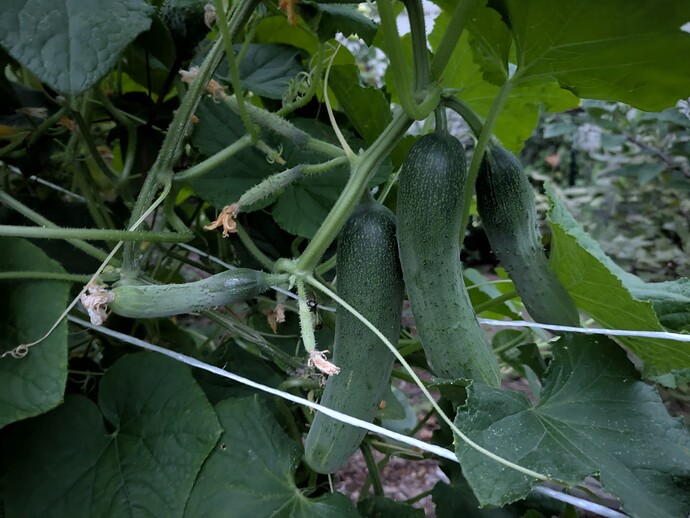 PXL_20250727_003341405