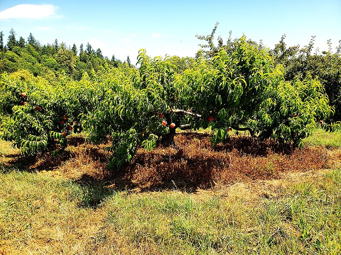 harbelle tree at harvest
