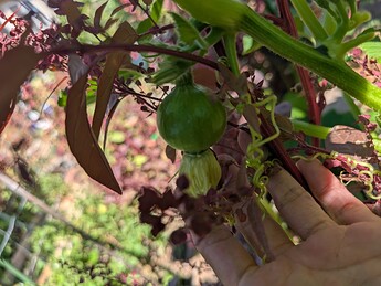 PXL_20250724_214219917