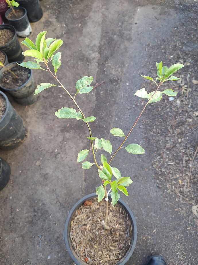 oval leaves