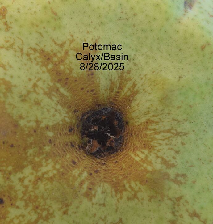 POTOMAC CALYX 8-28-2025RS