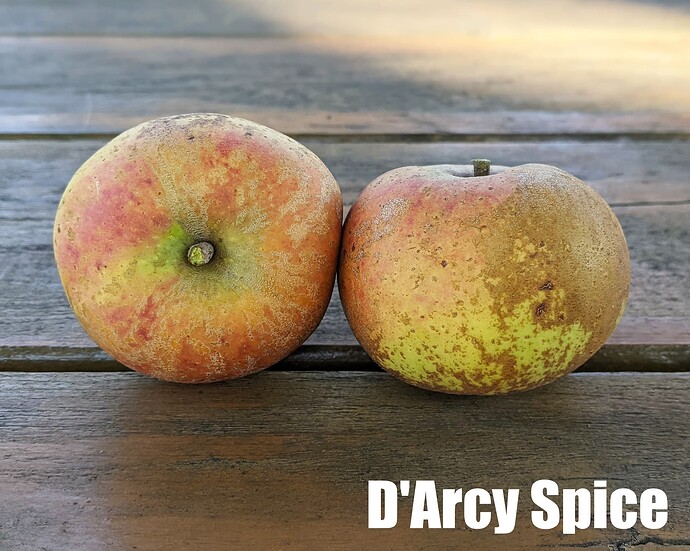 D'Arcy Spice_2025