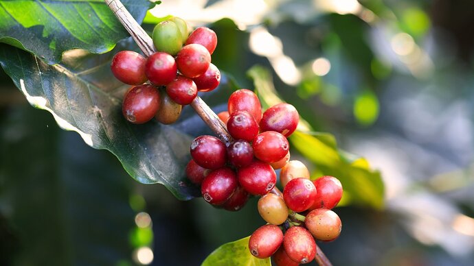 Close-up of a branch covered with clusters of ripe bright red berries among large, glossy, elliptical leaves in a sunny garden.