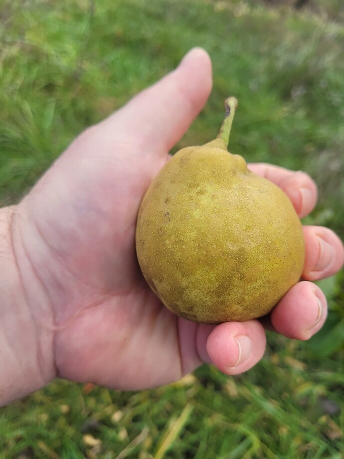 dfd85878643ad9daaaa7458b705286726142a27d_2_1380x1840