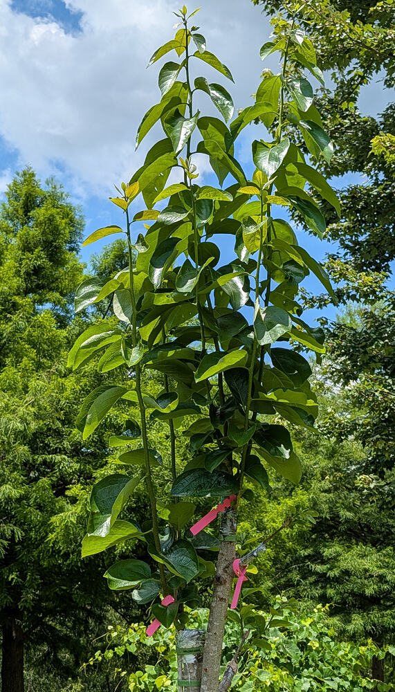 PXL_20260529_171817484