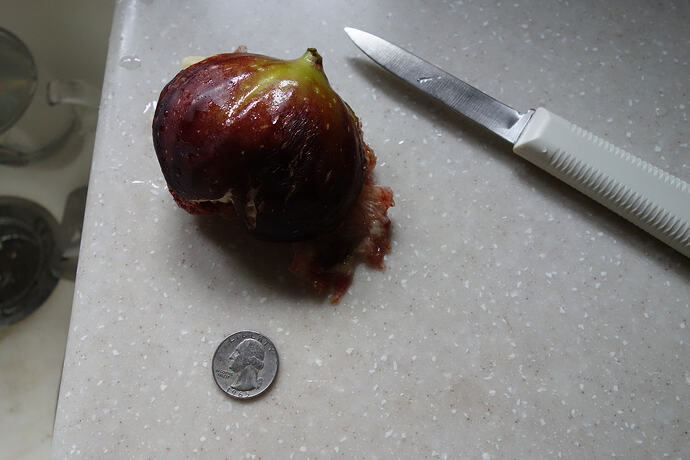 burst and dropped Brown Turkey fig (1)