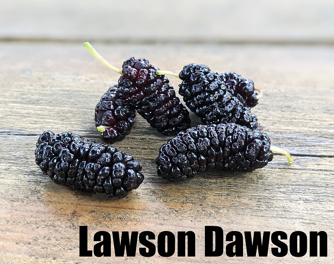 Lawson Dawson2_2025