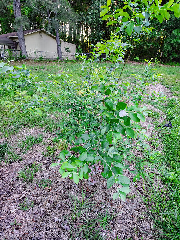 IMG_20260503_183632476_HDR_AE