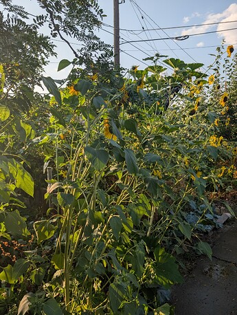 PXL_20250908_003733308