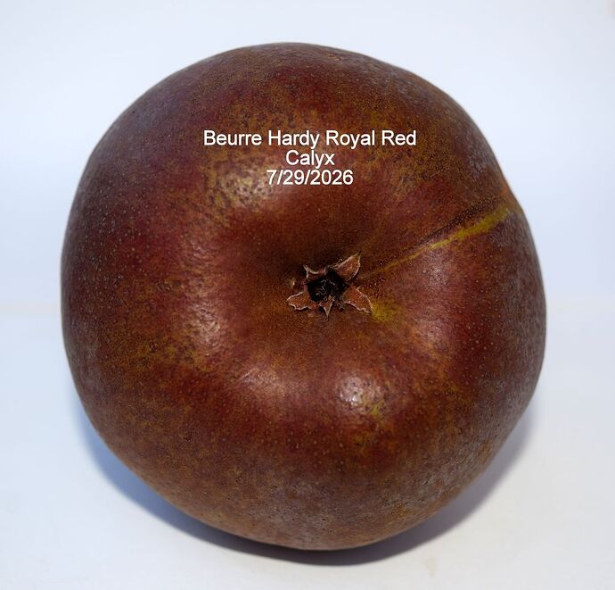 Beurre Hardy Royal Red Calyx 7-29-2026 RS