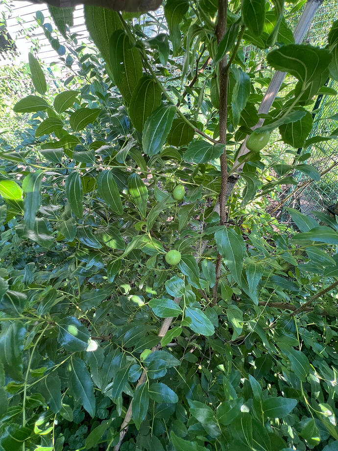 Jujube_seedling_fruit_r_08-23-2024