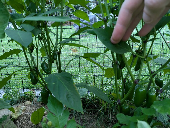 PXL_20250722_000719223