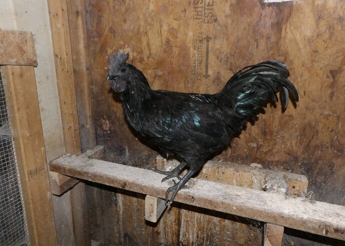 Screenshot_20260217_022140_eBay