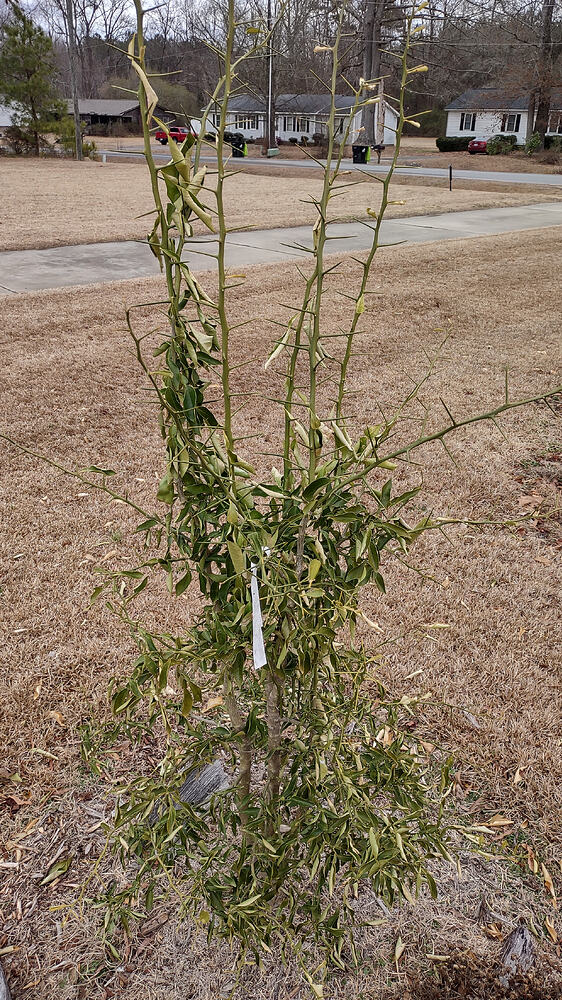 IMG_20260211_132736378_HDR