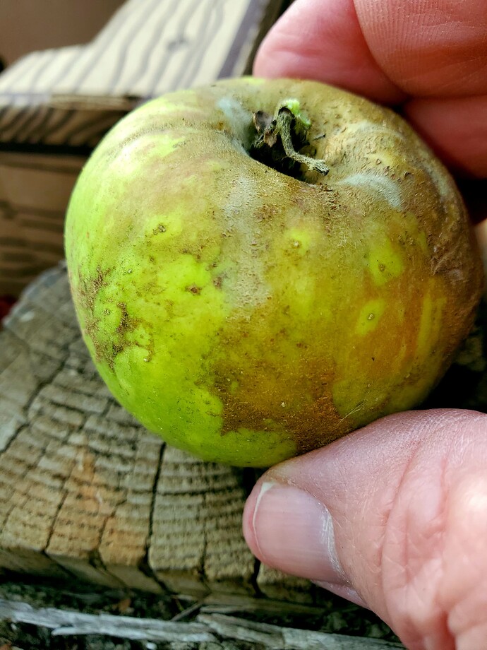 Knobbed Russet 11-4 b