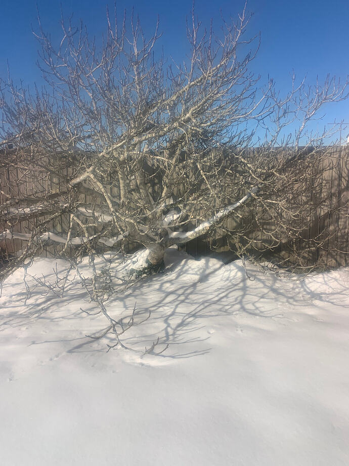 fig tree snow
