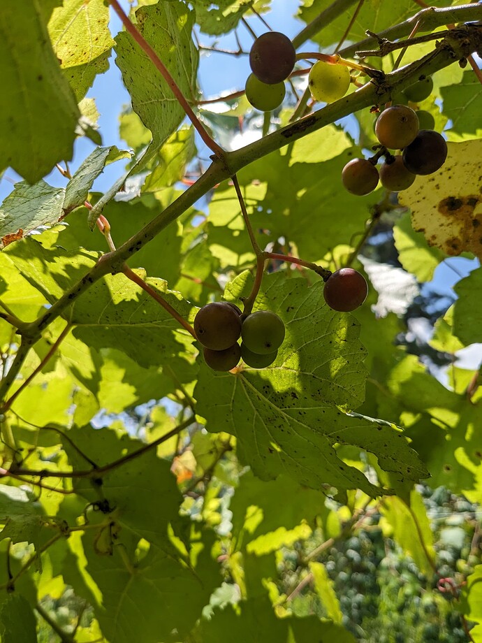 PXL_20240615_173209929