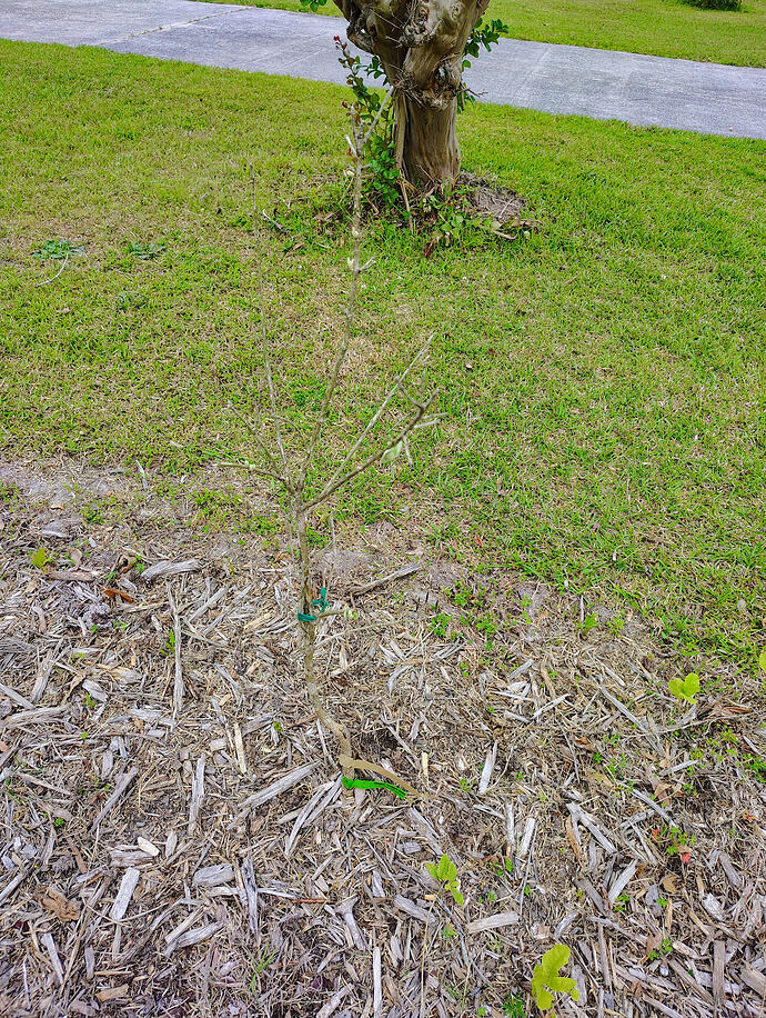 IMG_20260516_082658904_HDR_AE
