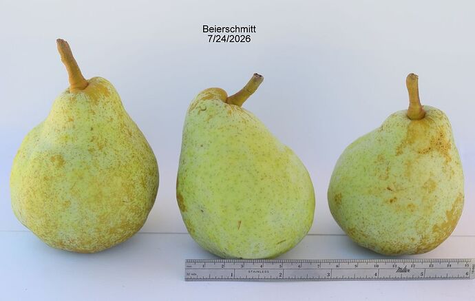 Beierschmitt 7-24-2026RS
