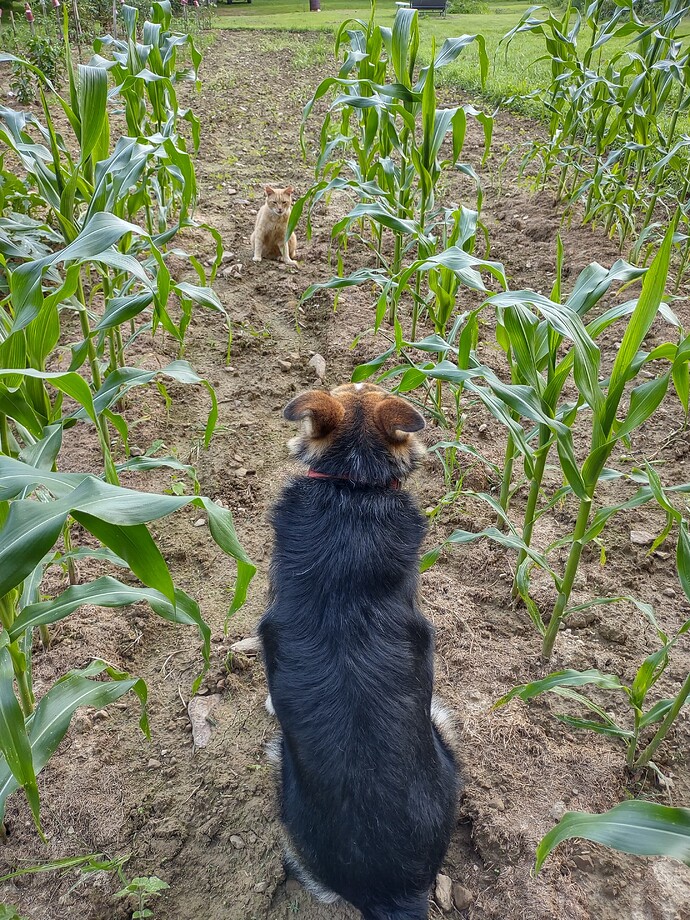 IMG_20250722_201322944_HDR