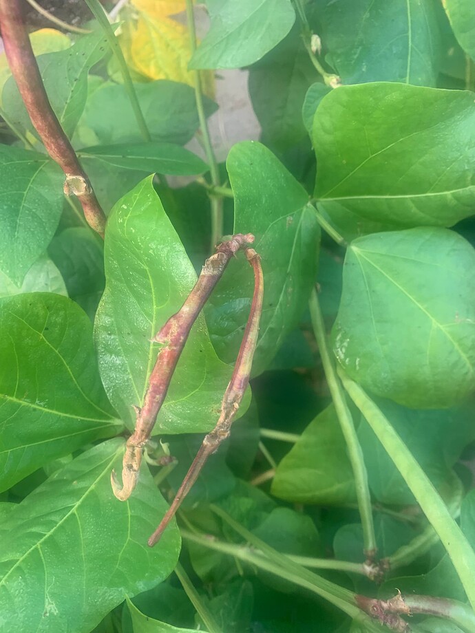 peas 2