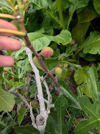 PXL_20250806_194525950