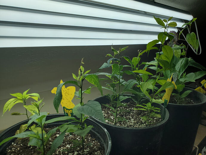 17718139046524107450010584812331