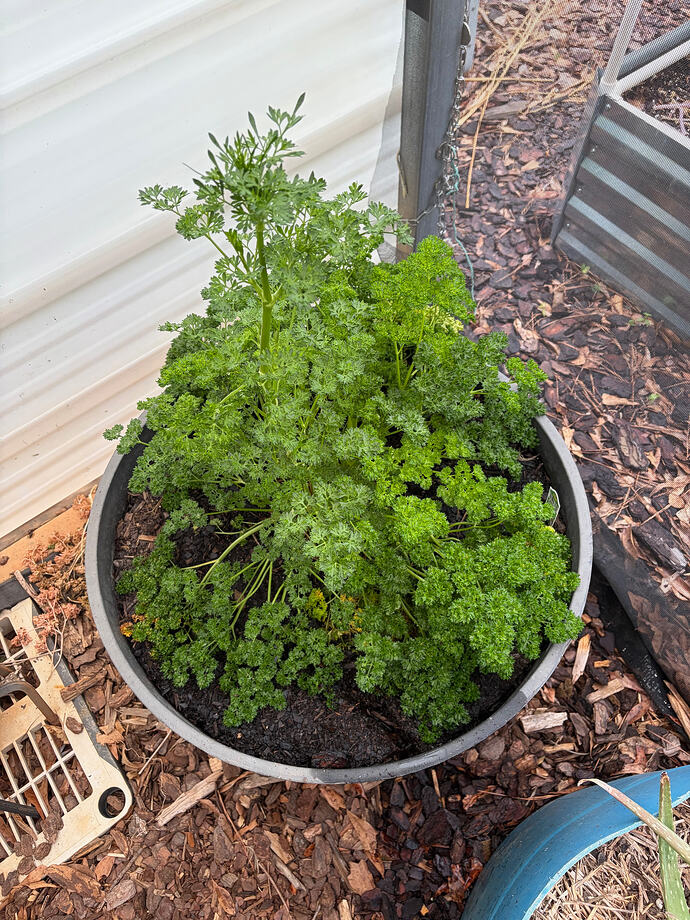 parsley