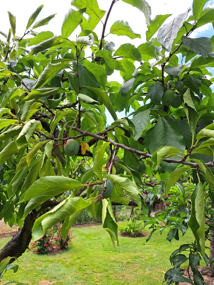 20250731_124006 Prune Plum1