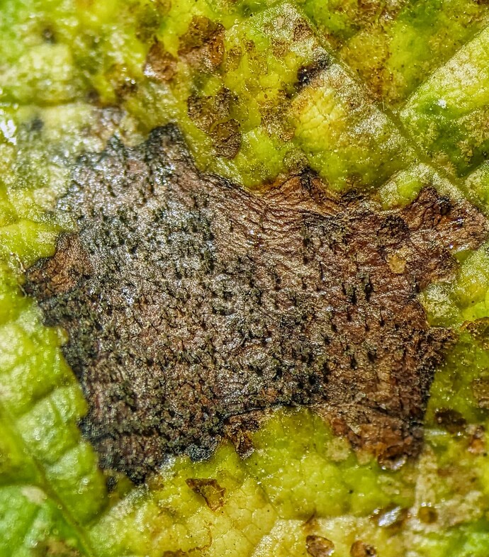 PXL_20240705_211254870