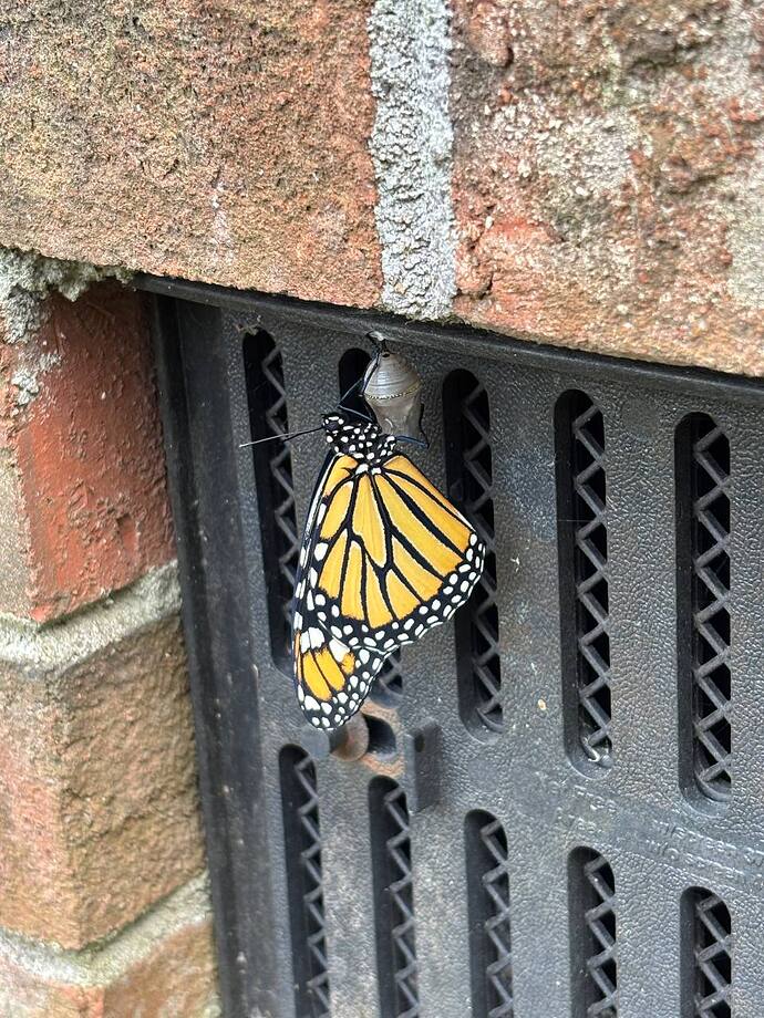 IMG_20251005_202358_176