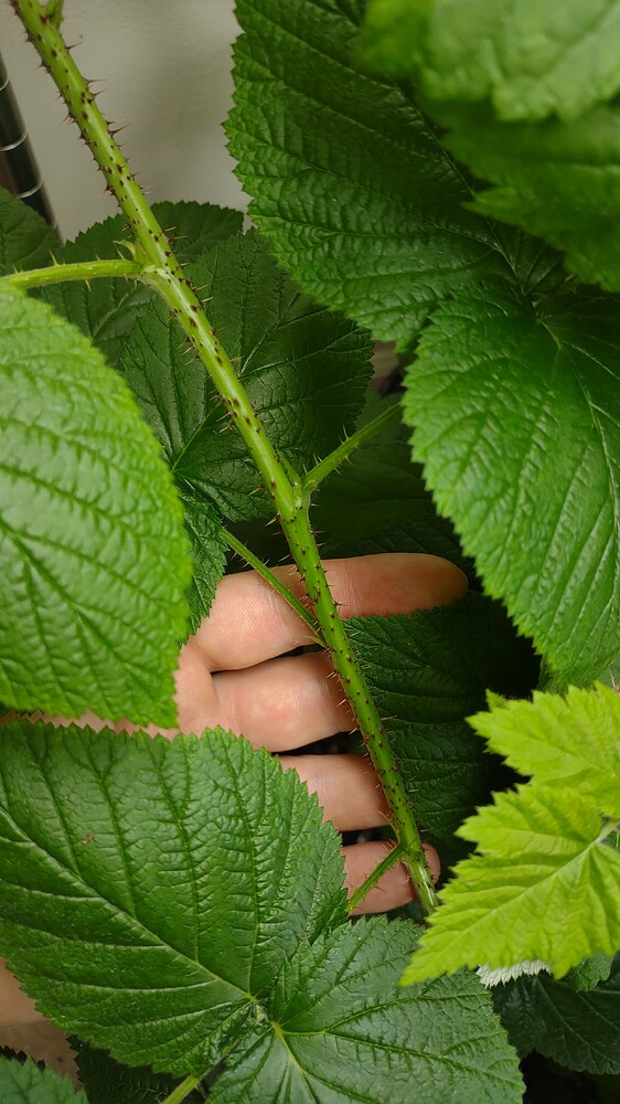 IMG_20251107_120219059