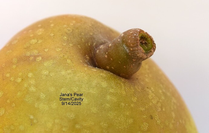 Jana's Stem 1 9-14-2025 2