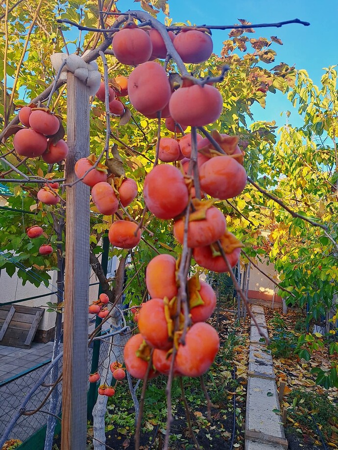 FB_IMG_1762528553156