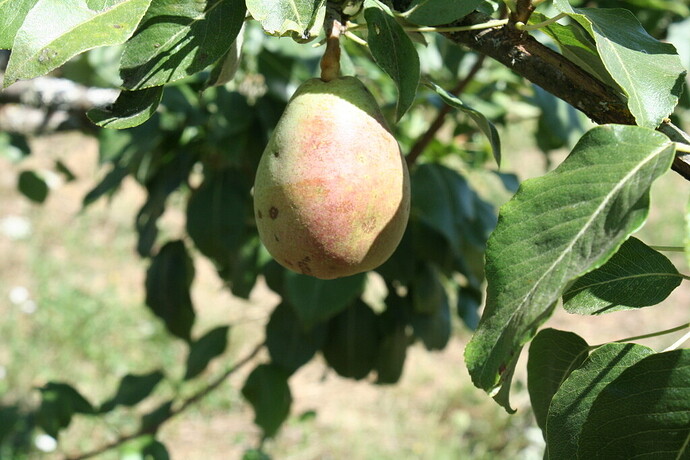 pyr2105.002.fruit2.2011-1