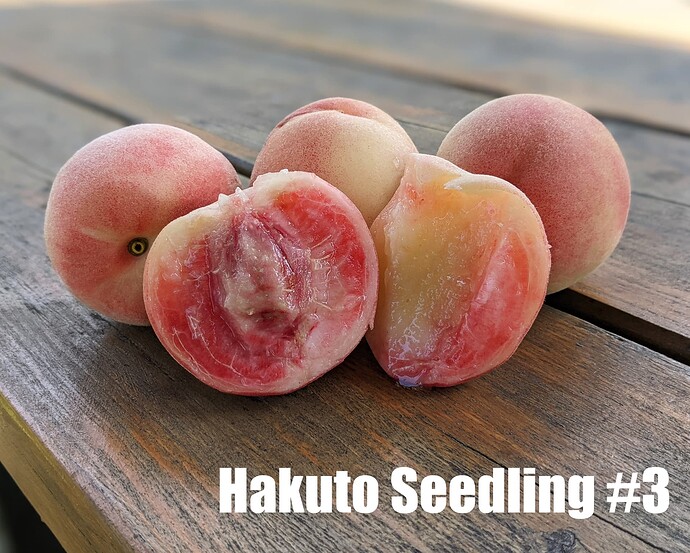 Hakuto Number 3_2025