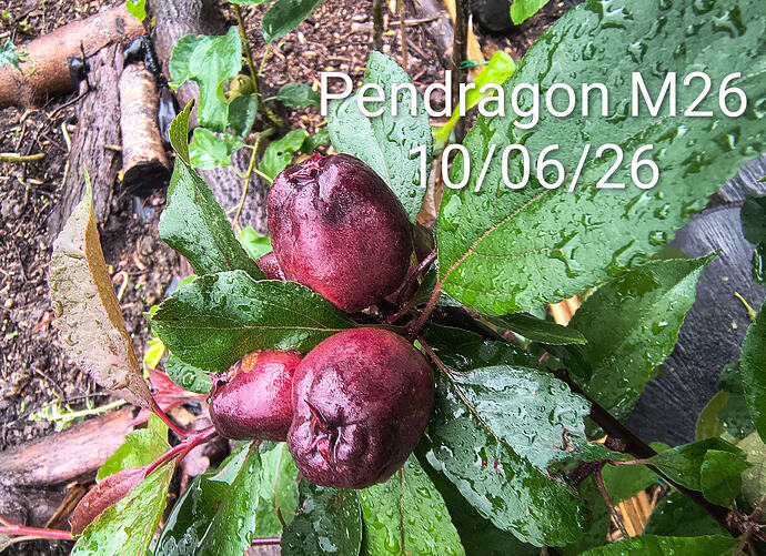 IMG_20260610_094538582_HDR~2