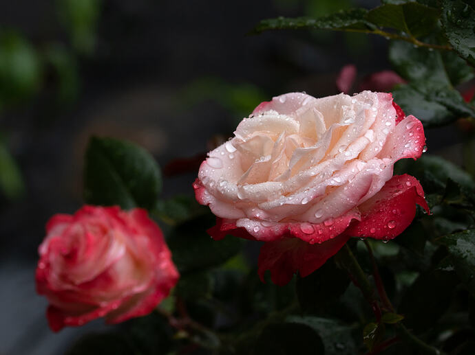 IMG_8706 copy
