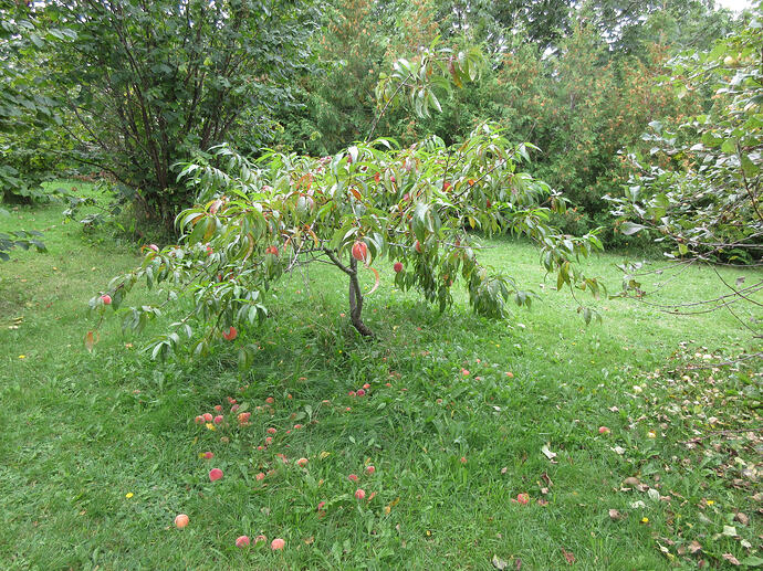 dwarf weeping peach