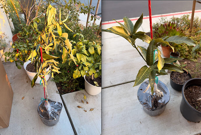 Screenshot 2026-02-11 at 10.12.26 AM