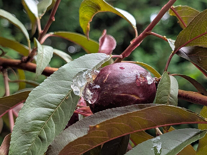 NECTAPLUM  6-15-2026