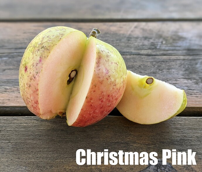 Christmas Pink2_2025
