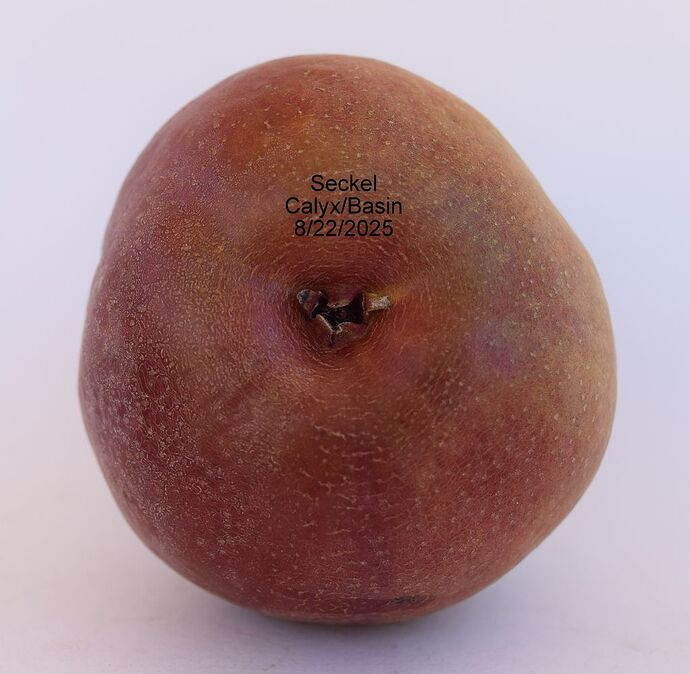 SEckel calyx 8-22-2025RS